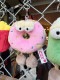 NICI���˥����ե������ȥա��ɥ���饯�������̤�����ߡ������ۥ����������5�糧�åȡ�