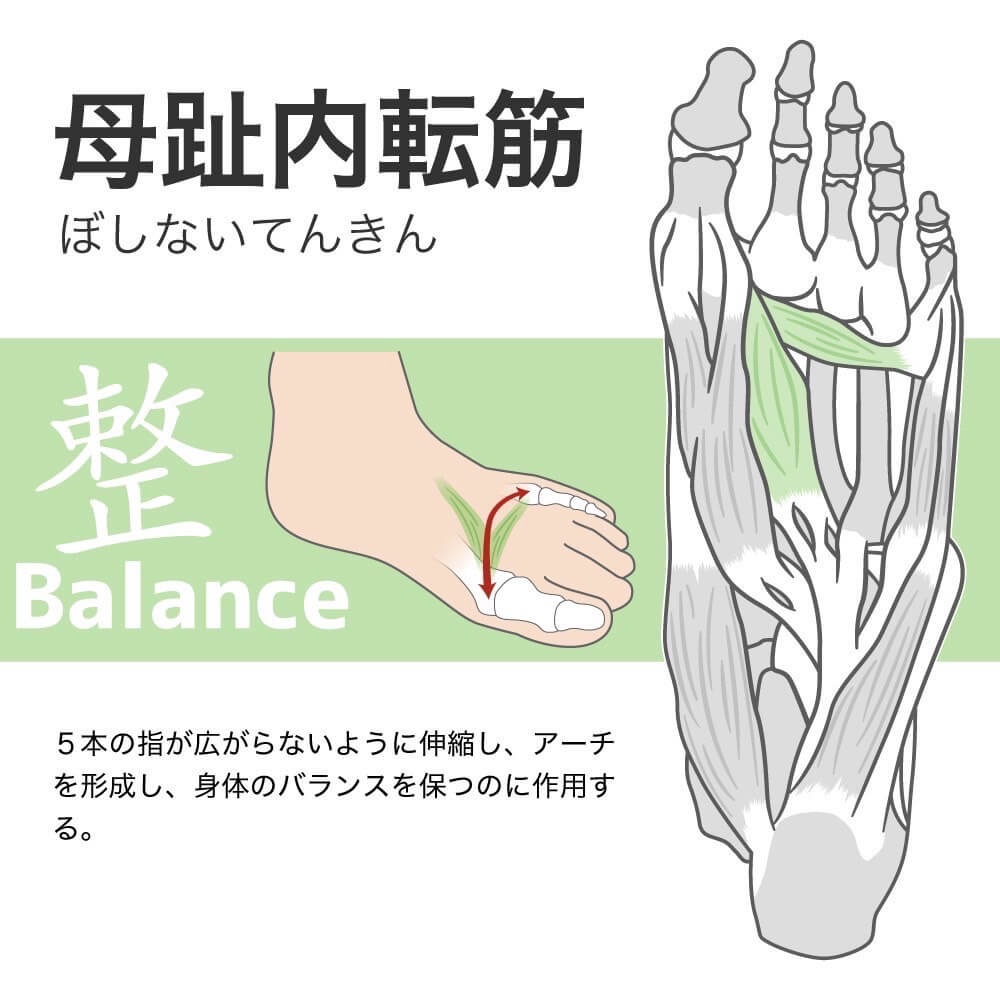 Activital PRO ƥХ ץ ĶΩ եåȥݡ ⵡǽ ݡ å ߤ ­ Ǳ ͽ ȿ