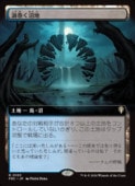 ��MTG��(ENG)(��ĥ������) ����������(FRC) �ϡ��쥢