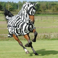 かぶページ カワサキから「Ninja ZX-25R SE」 NEWグラフィックが登場！2022年2月1