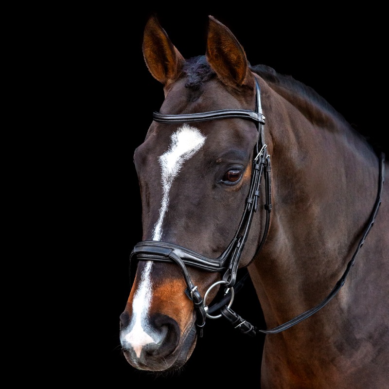 SCHOCKEMOHLE�ʥ���å��ߥ塼��� ���󥳥� ����Ƭ��