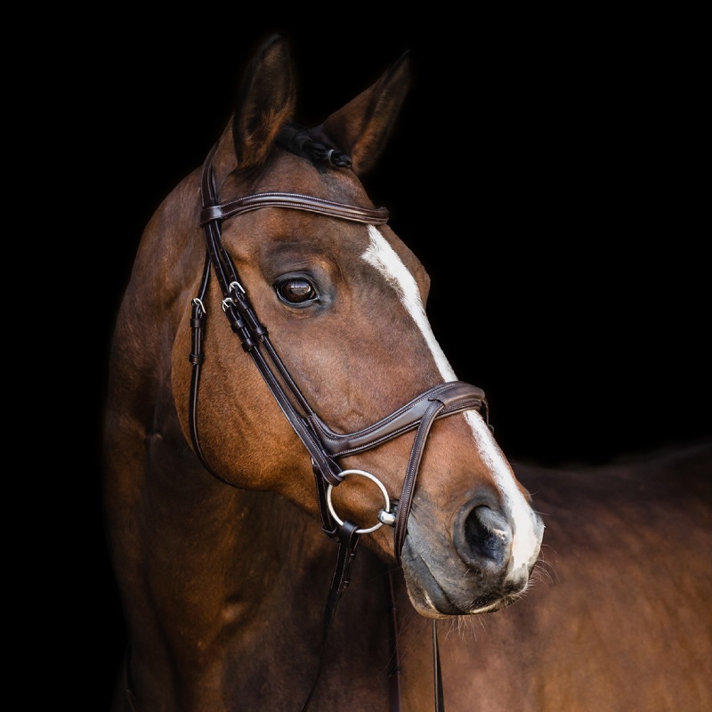 SCHOCKEMOHLE�ʥ���å��ߥ塼��� ���󥳥� ����Ƭ��