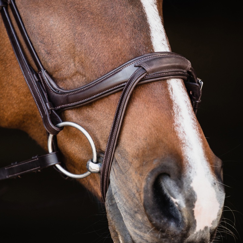 SCHOCKEMOHLE�ʥ���å��ߥ塼��� ���󥳥� ����Ƭ��