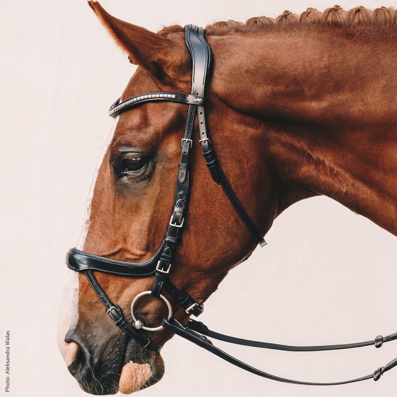 SCHOCKEMOHLE�ʥ���å��ߥ塼��� ���������� ���ᥬ ����Ƭ��