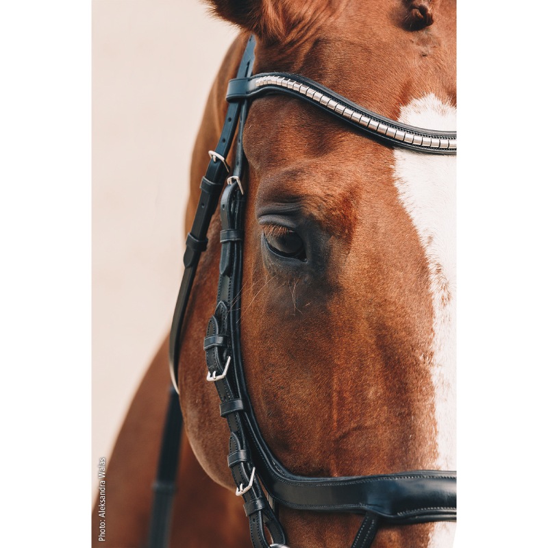 SCHOCKEMOHLE�ʥ���å��ߥ塼��� ���������� ���ᥬ ����Ƭ��