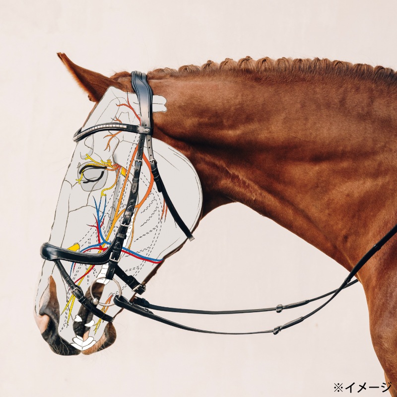 SCHOCKEMOHLE�ʥ���å��ߥ塼��� ���������� ���ᥬ ����Ƭ��