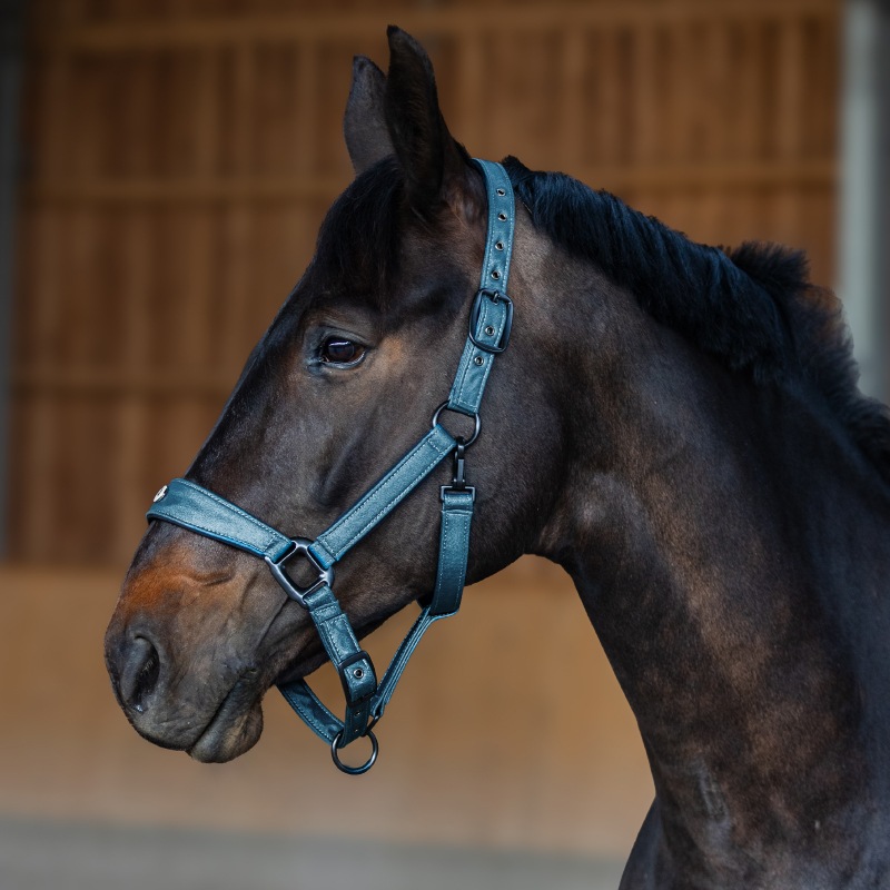 Equestrian Queen�ʥ��������ȥꥢ�󥯥������ ����ȥ��åȥ���� ̵��