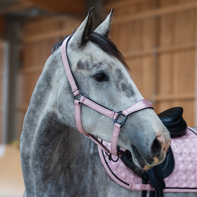 Equestrian Queen�ʥ��������ȥꥢ�󥯥������ ����ȥ��åȥ���� ̵��