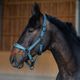 Equestrian Queen�ʥ��������ȥꥢ�󥯥������ ����ȥ��åȥ���� ̵��