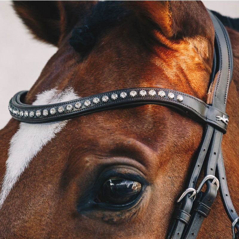 SCHOCKEMOHLE�ʥ���å��ߥ塼��� ������ ����Ƭ��