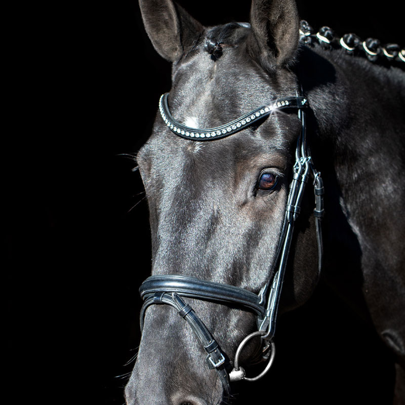 SCHOCKEMOHLE�ʥ���å��ߥ塼��� ������ ����Ƭ��