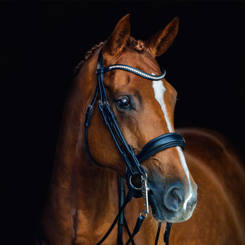 SCHOCKEMOHLE�ʥ���å��ߥ塼��� �����˥� ����Ƭ��