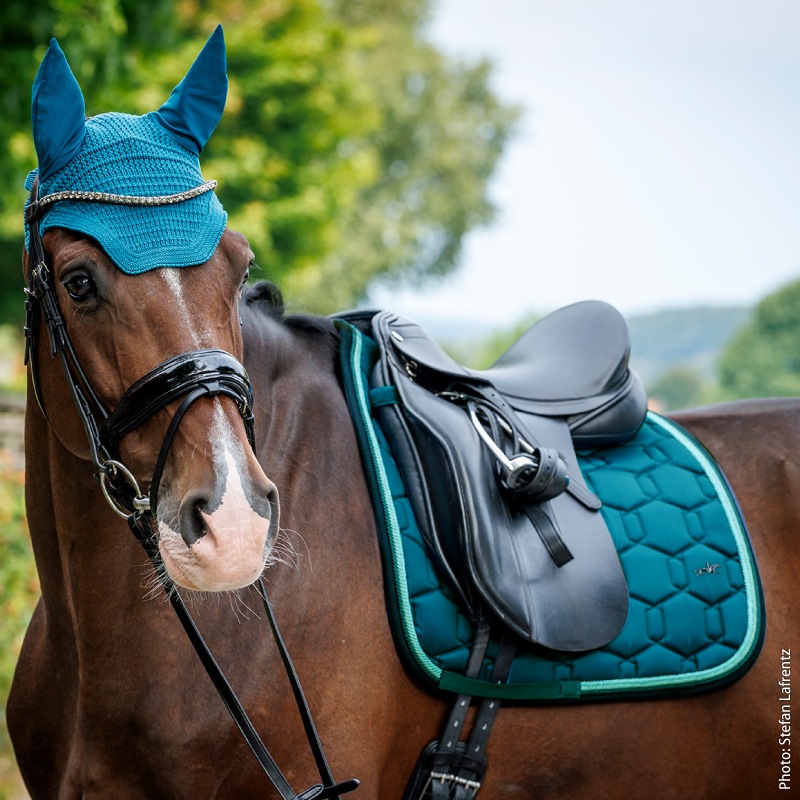 SCHOCKEMOHLE�ʥ���å��ߥ塼��� ��������ե����� ���å���