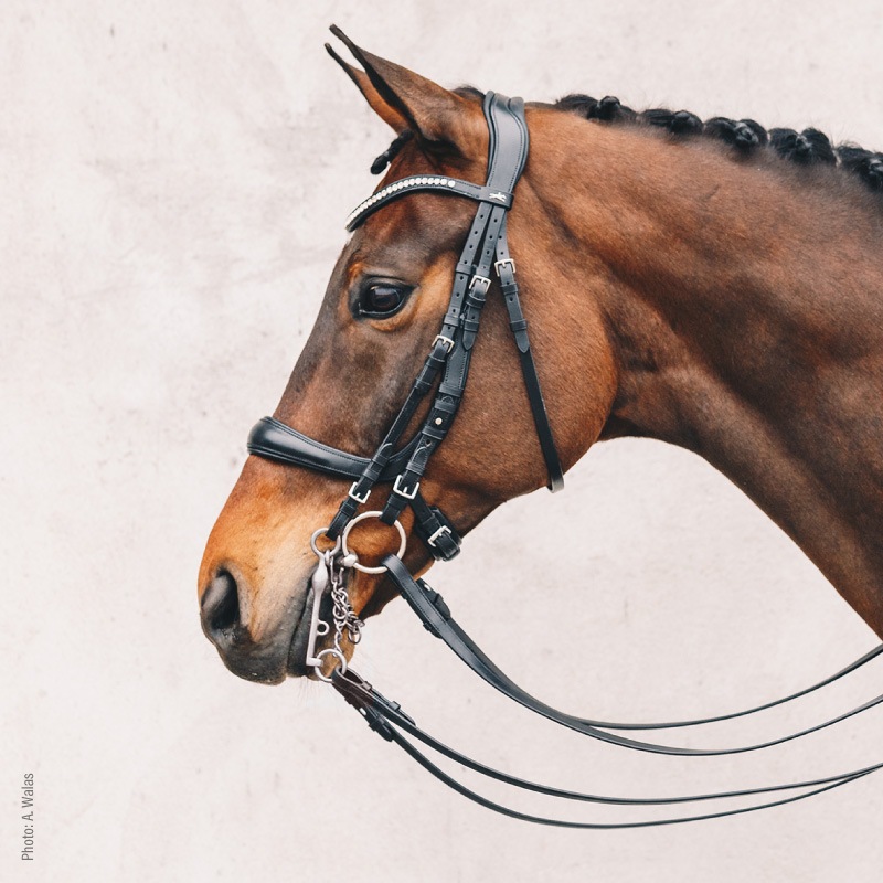 �ڥ����ȥ�å��оݾ��� 30��SCHOCKEMOHLE�ʥ���å��ߥ塼��� ���������� ����� ����Ƭ��