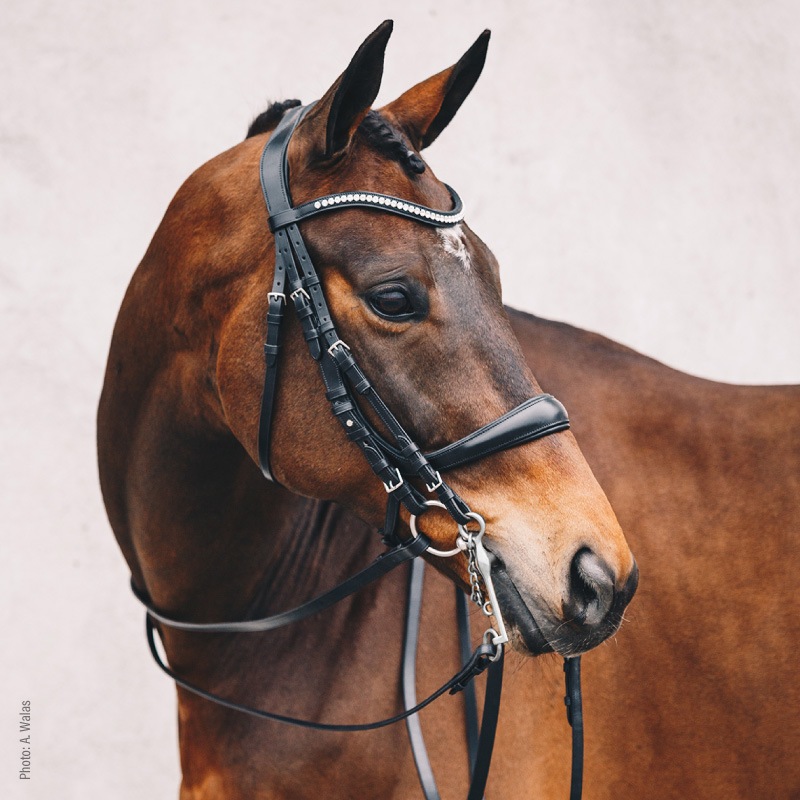 �ڥ����ȥ�å��оݾ��� 30��SCHOCKEMOHLE�ʥ���å��ߥ塼��� ���������� ����� ����Ƭ��