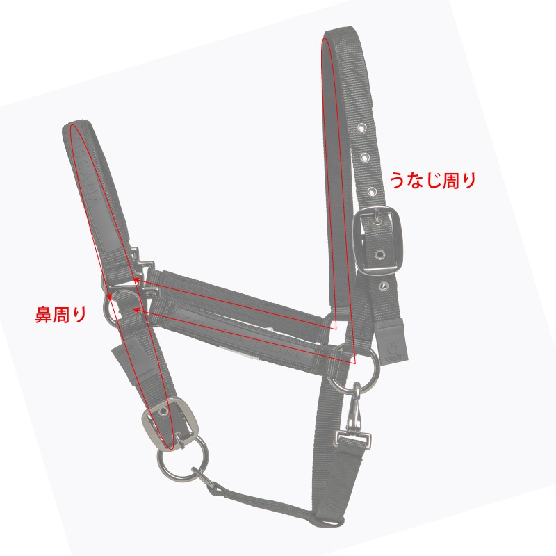 CAVALLERIA TOSCANA�ʥ�������ꥢ �ȥ������ʡ� CAV005 ̵�����ȼꥻ�å�
