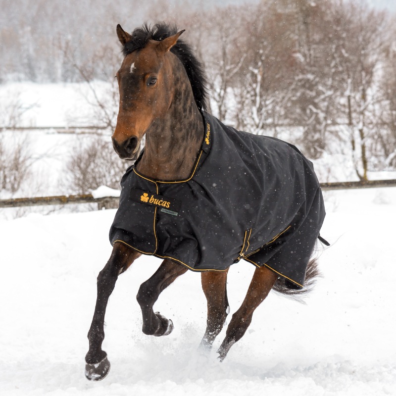 ڿեBucasʥӥ塼 å 󥢥ȡ150g