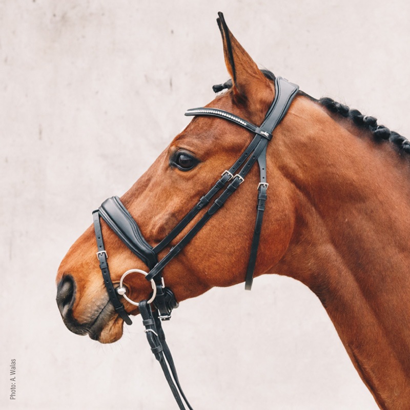 SCHOCKEMOHLE�ʥ���å��ߥ塼��� ������ե����� ����Ƭ��