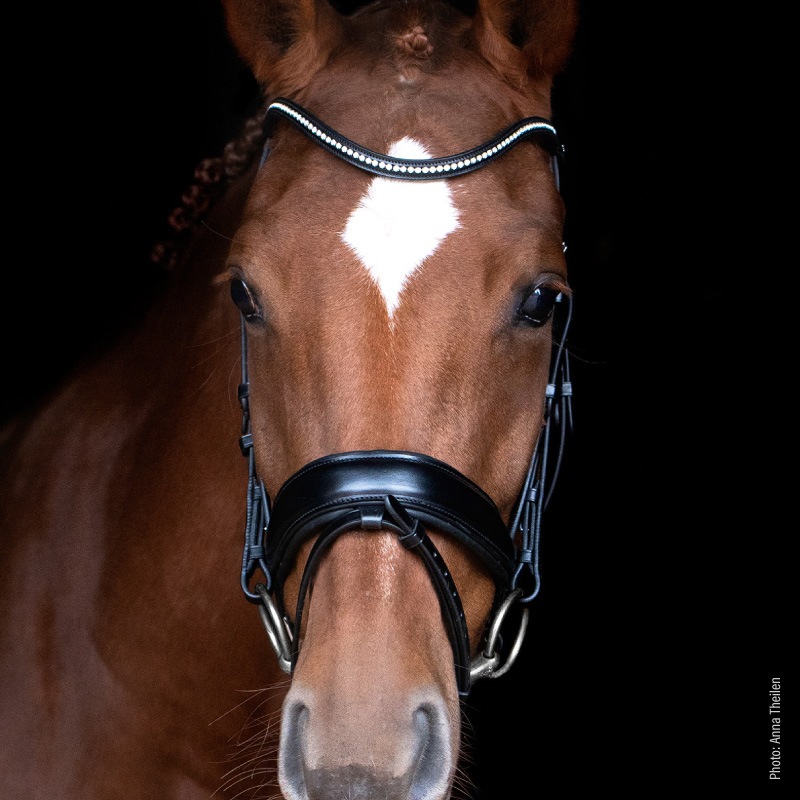 SCHOCKEMOHLE�ʥ���å��ߥ塼��� ������ե����� ����Ƭ��