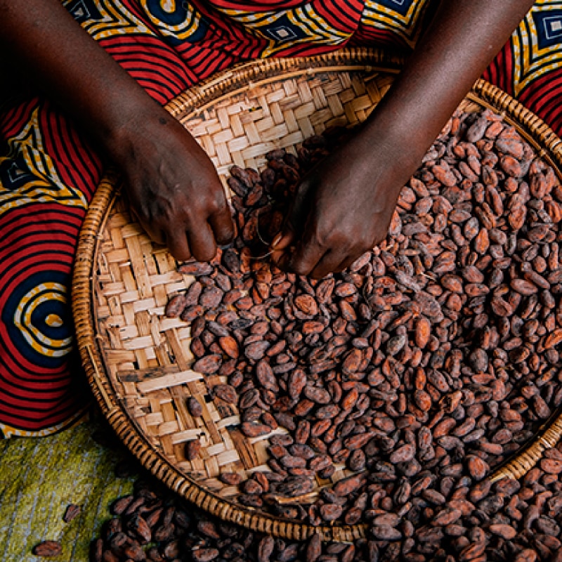 チョコレート屋さんのホットココア エクアドル55 VANILLABEANS公式