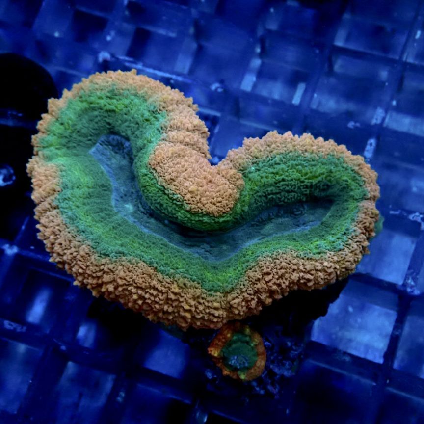 サンゴ,LPS,ハナガタサンゴ | CENTRAL CORAL