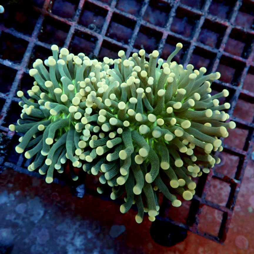 サンゴ,LPS,ツツマルハナサンゴ | CENTRAL CORAL