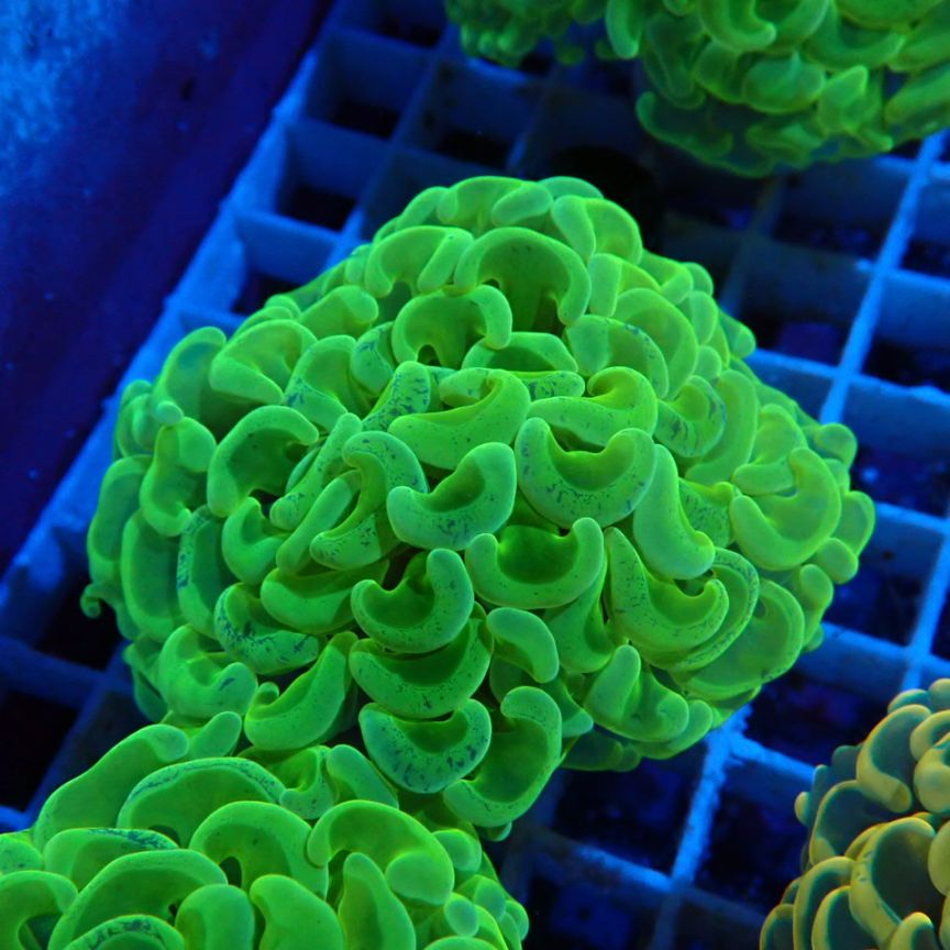 ハナガタサンゴ 黄色×蛍光グリーン ハナガタサンゴ 黄色×蛍光グリーン ハナガタサンゴ 黄色×蛍光