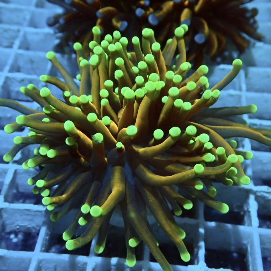 ハナ _ゴールドトーチ フラグ ハナサンゴ Dragon Soul Torch