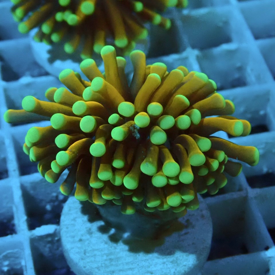 ハナサンゴ green & gold サンゴ,LPS,ツツマルハナサンゴ | CENTRAL CORAL