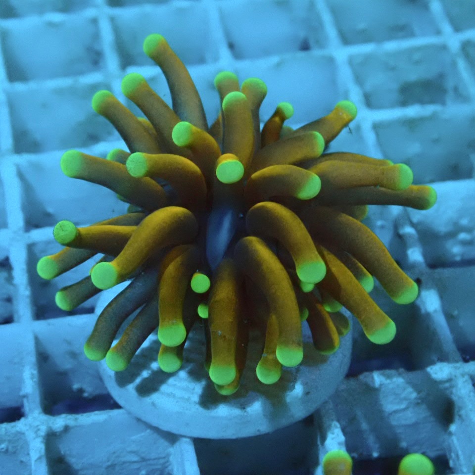 サンゴ,LPS,ツツマルハナサンゴ | CENTRAL CORAL