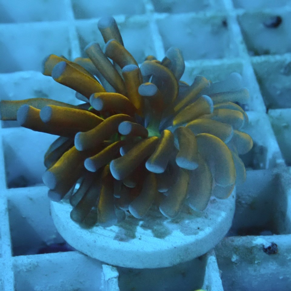 サンゴ,LPS,ツツマルハナサンゴ | CENTRAL CORAL
