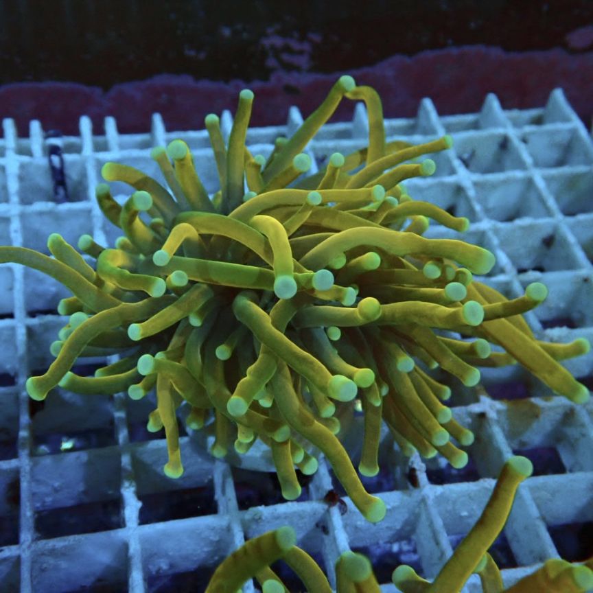 ハナサンゴ タイガートーチ レア個体 □HIMAWARI□ 幻の珊瑚 !!『ツツ