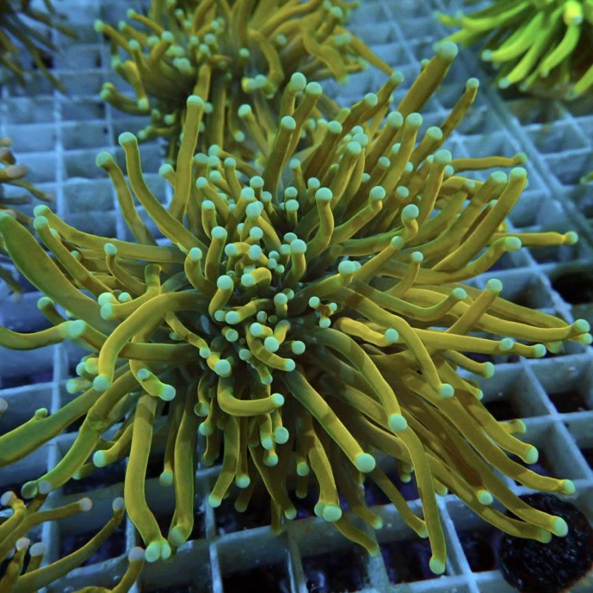 サンゴ】【通販】フラグ ゴールドトーチコーラル（2 heads