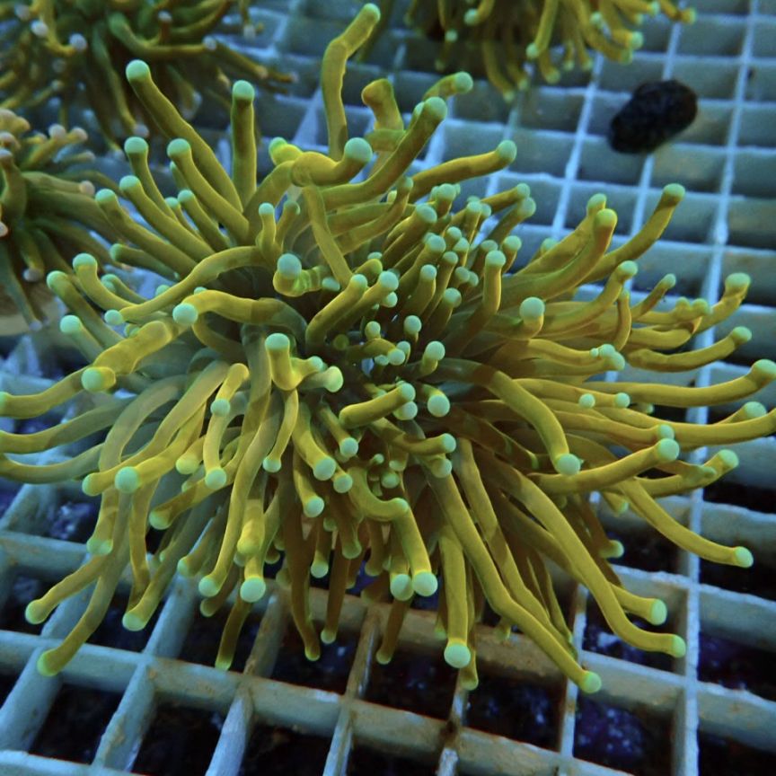 天然珊瑚 天然珊瑚 珊瑚 Buy ZX Torsion 'Bright Cyan' - EE4787 | GOAT