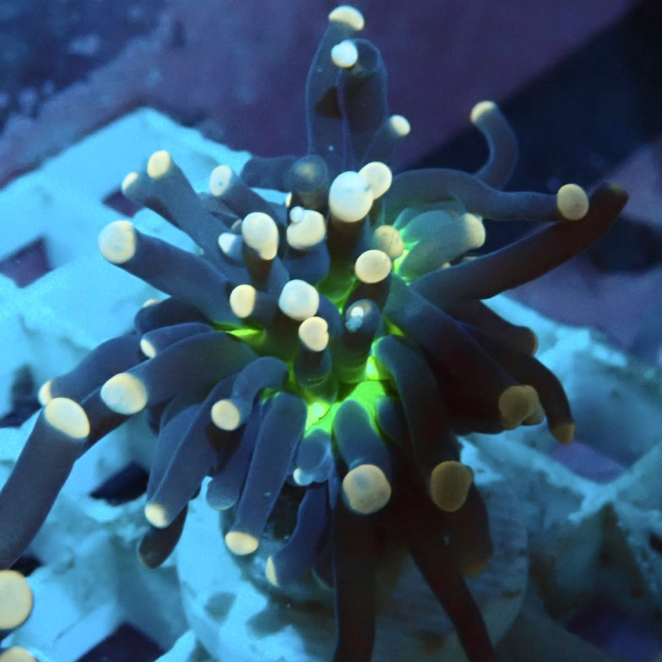 珊瑚　2 楽天市場】日本・高知産血赤珊瑚 ネックレス K14 センター6.2