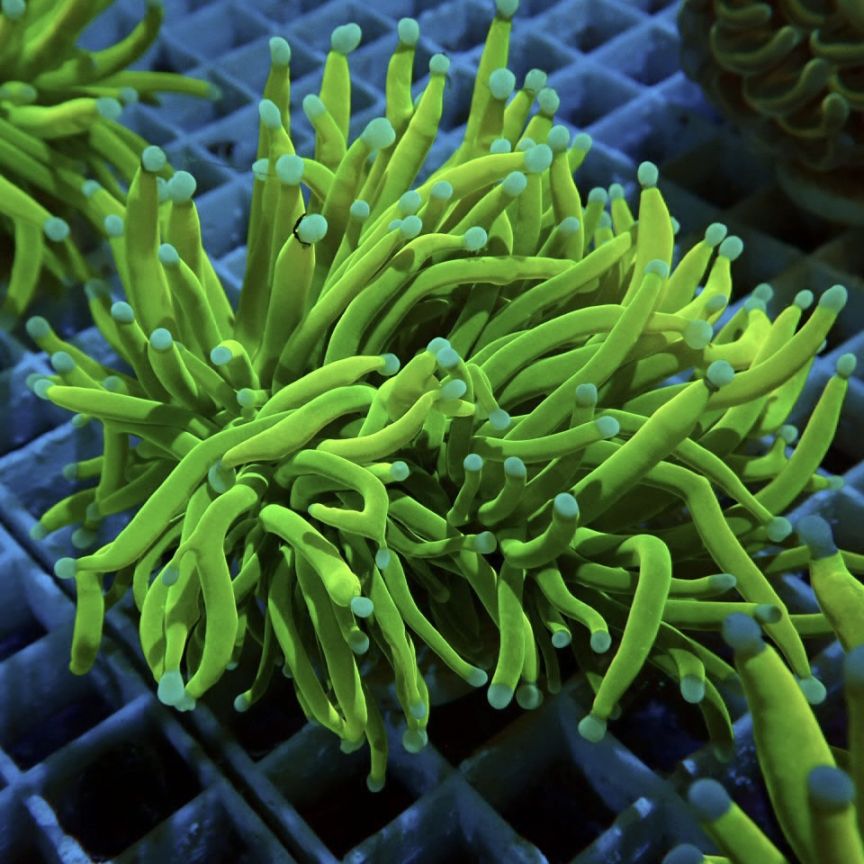 同梱OK＠＠ハタゴイソギンチャク蛍光グリーン 同梱OK＠＠ハタゴイソギンチャク蛍光グリーン