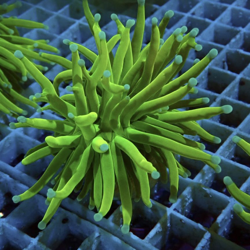 ゴールドトーチコラール　1ヘッド ゴールドトーチコラール 1ヘッド ハナサンゴ トーチコーラル