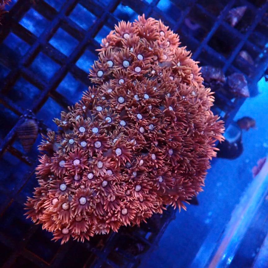 ハナガササンゴレッド ハナガササンゴ Red - 海水魚専門店 ceppo onlinestore