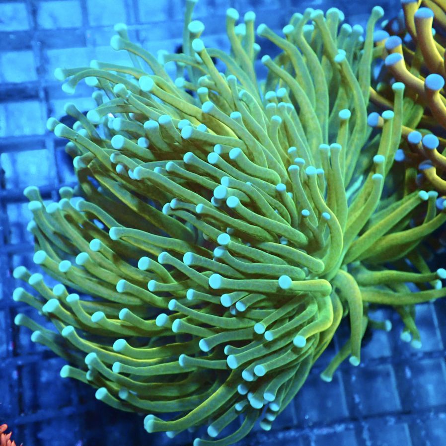 その他 sanngo 沖縄産ウネタケ もふもふタイプ MLサイズ - REEF-TRIGGER