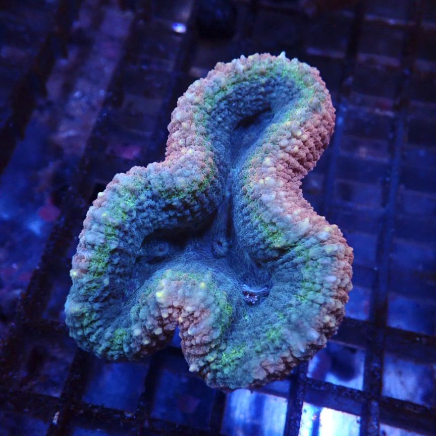 サンゴ,LPS,ハナガタサンゴ | CENTRAL CORAL