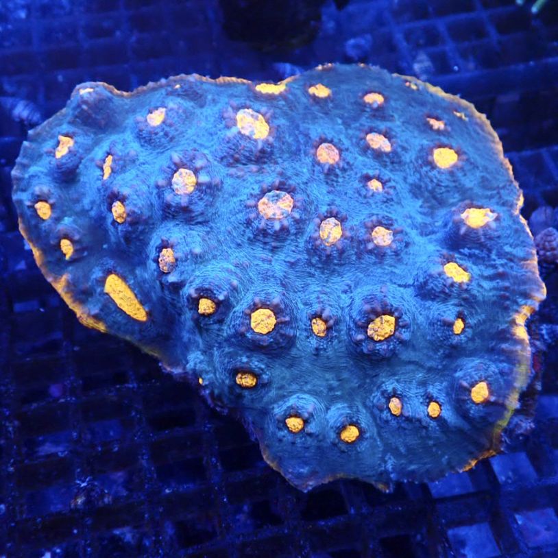 その他 sanngo サンゴ,LPS,キッカサンゴ | CENTRAL CORAL