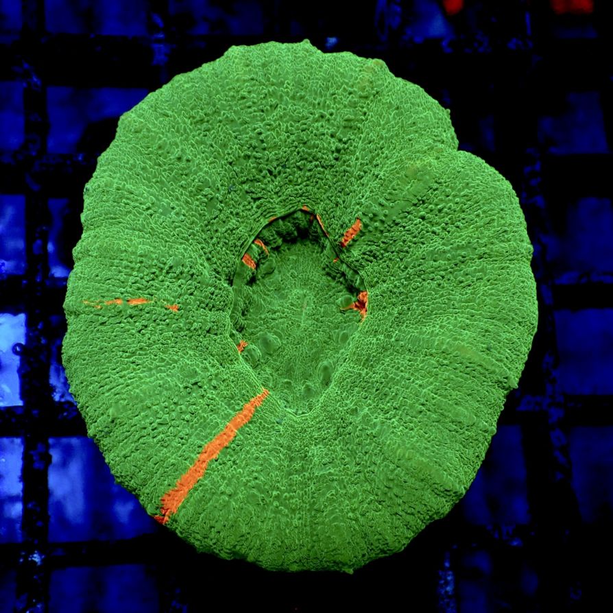 特価サンゴ・海水魚 | CENTRAL CORAL