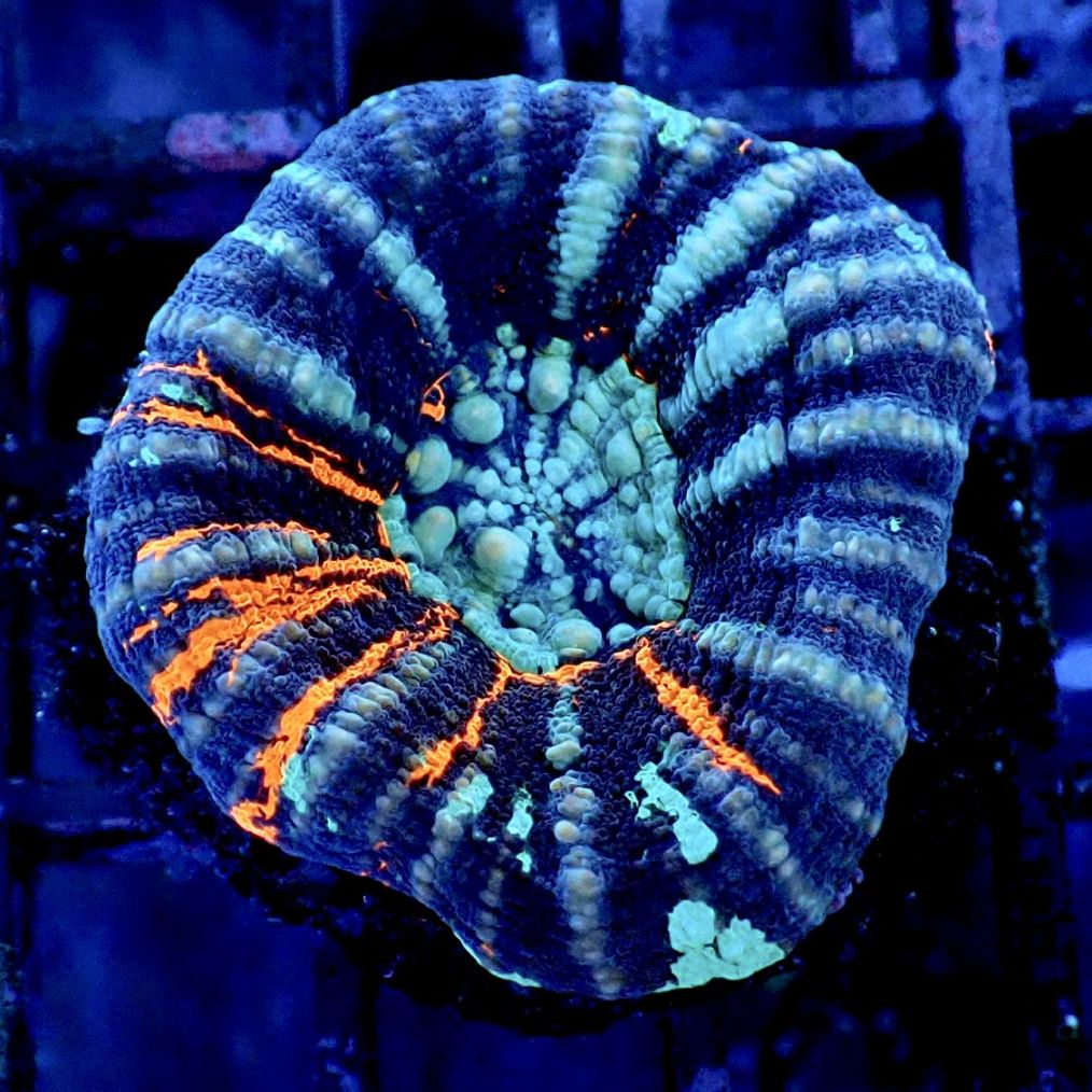 Scolymia War Paint 】現物 0904093 サンゴ LPS SPS コーラル 海水