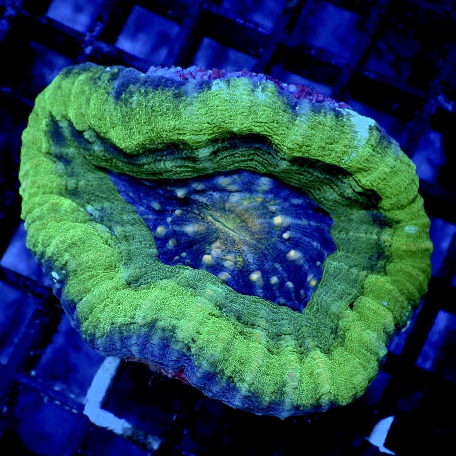 特価サンゴ・海水魚 | CENTRAL CORAL