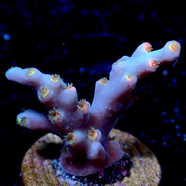 ミドリイシさん、 サンゴ,ミドリイシ | CENTRAL CORAL