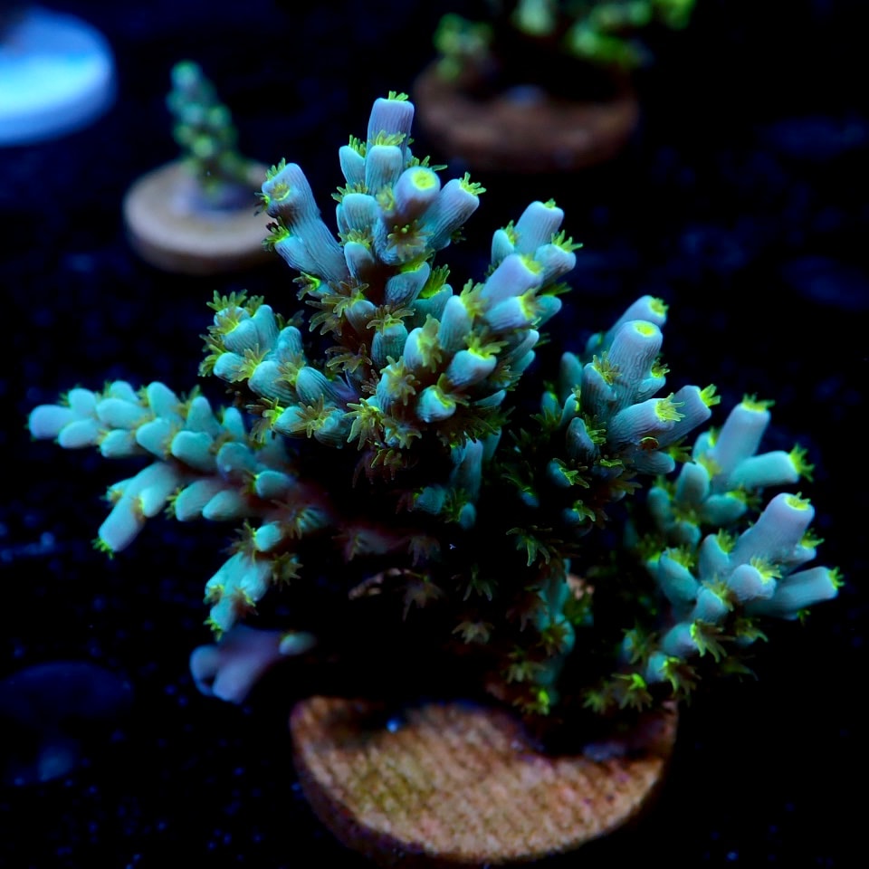 サンゴ,フラグサンゴ,ミドリイシ | CENTRAL CORAL