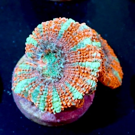 キクメイシ·9種類· フラグ10cm サンゴ,LPS,オオトゲキクメイシ | CENTRAL CORAL