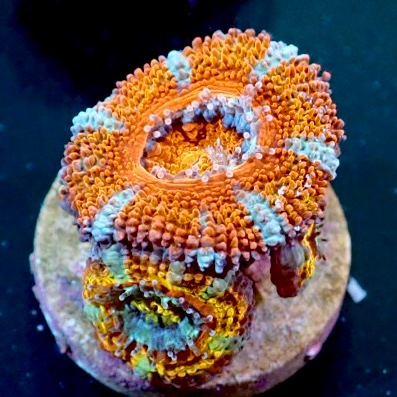 その他 sanngo 商品検索 | サンゴ通販なら大阪の専門店 Coralmonster-コーラル