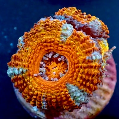 キクメイシ·9種類· フラグ10cm サンゴ,LPS,オオトゲキクメイシ | CENTRAL CORAL