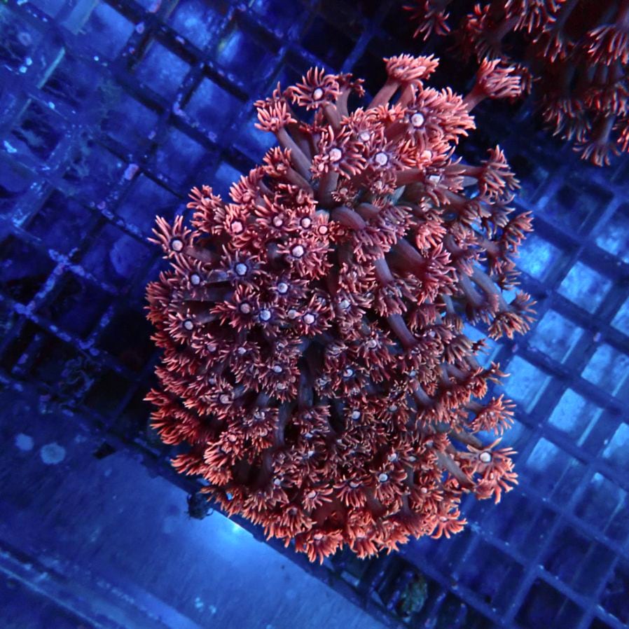 サンゴ,LPS,ハナガササンゴ | CENTRAL CORAL